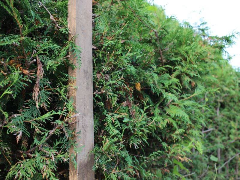 Form a thuja hedge. A straight marker can help shape the sides of a thuja hedge straight and level. photo L. Lubertaitė