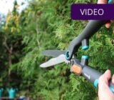 Forming a thuja hedge: 5 tips for beginners