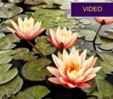 Planting a water lily: apparently it’s not difficult at all!