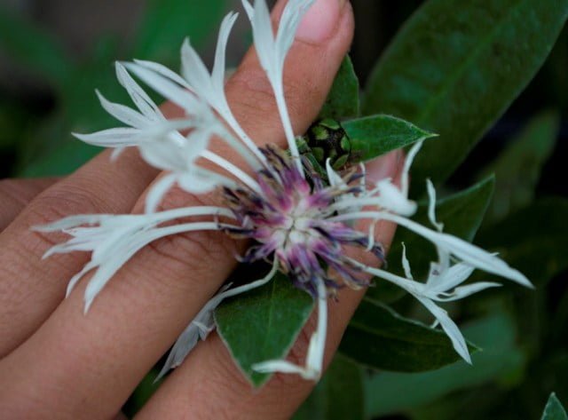 White noble mountain flowers