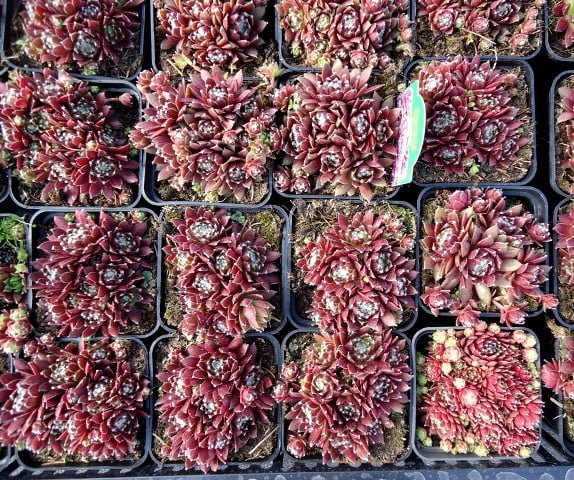 Turnips with horseradish