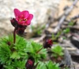 Blooming perennial flowers for graves that withstand both heat and the absence of watering