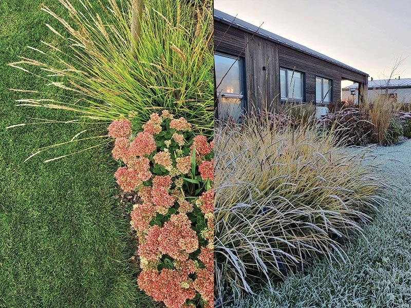 Autumn honeydew in early spring and after frost. photo by Jurga Tamašauskaitė