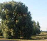 Large trees for the farm: how to choose