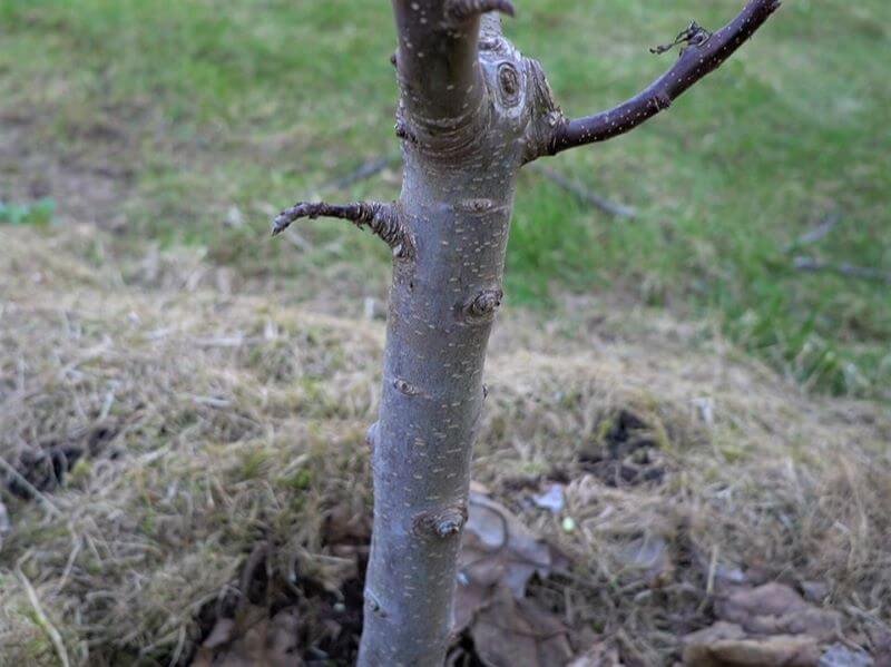 A lower branch that will no longer bear fruit. photo L. Lubertaitė