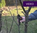 Pruning columnar apple trees is a must! 5 steps