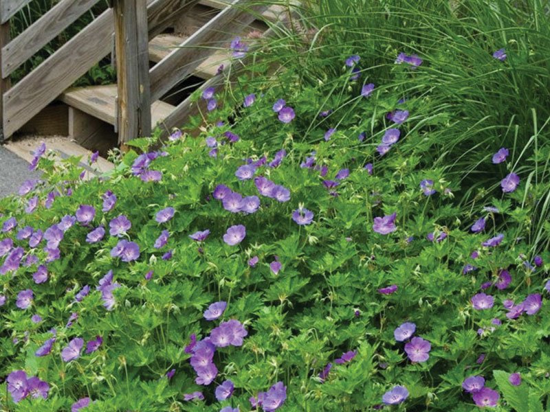 The most resistant plants can also be the most decorative: the bellflower blooms for 5 months
