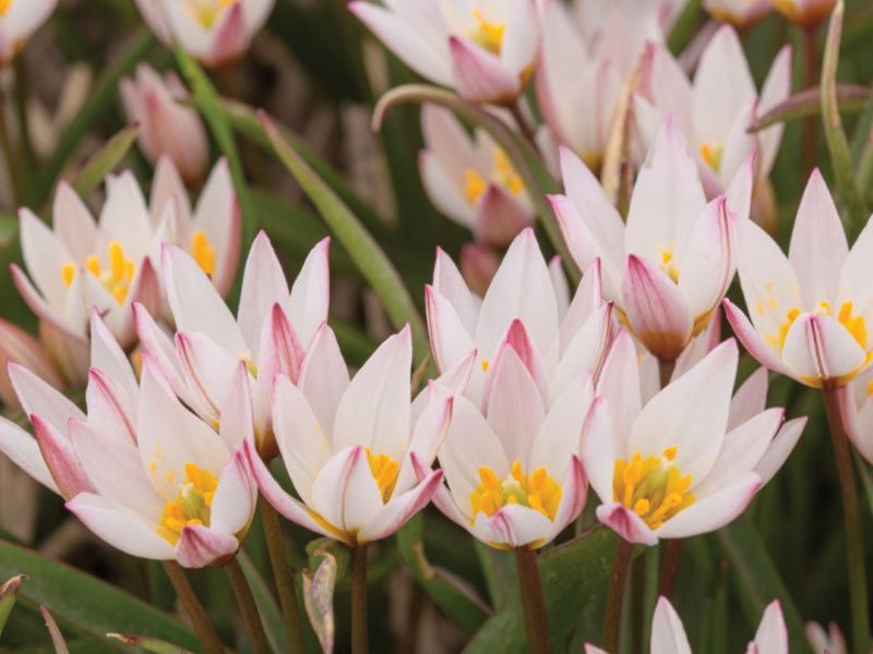Botanical tulips: smaller, but much stronger
