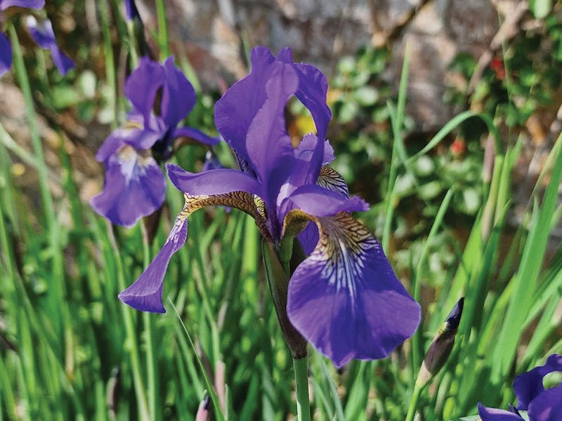 Siberian irises are hardier than the more common bearded irises