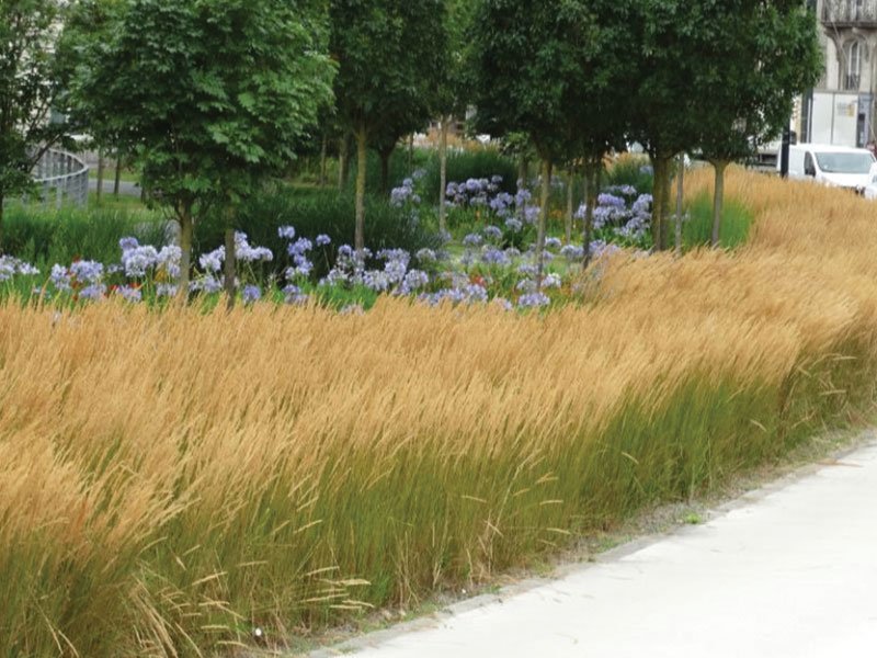 Lendrunas tolerate cold, drought and perfectly resist the antics of nature