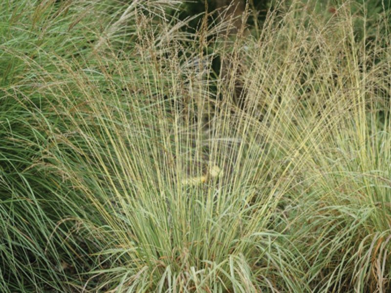 Strong blueberry amulets do not lie down, they keep their shape well all year round