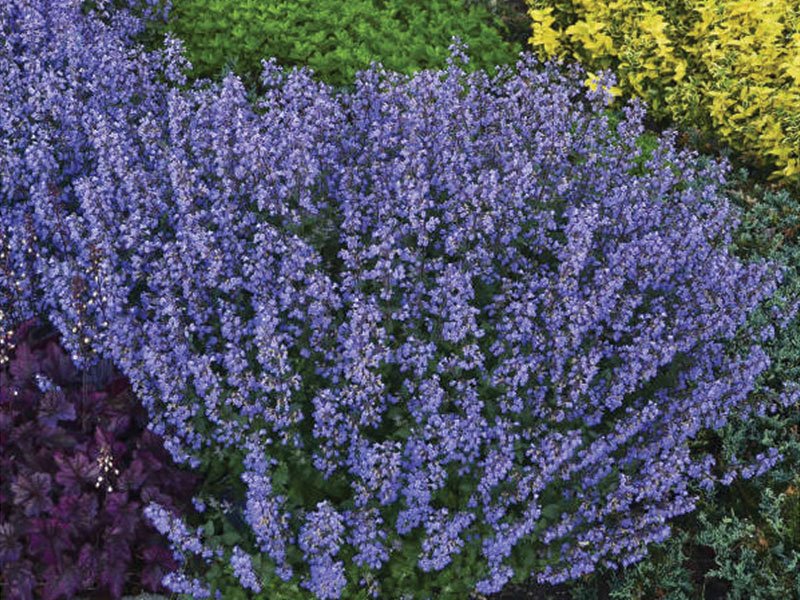 Fassen's catnip is much less interesting for cats than common catnip