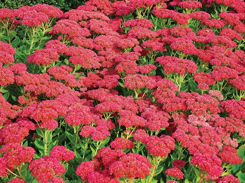 The more barren the soil, the more shilokes will grow in it