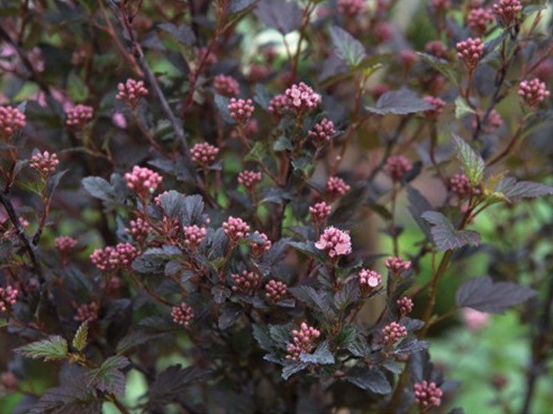 The root system of the buttercup is so strong that it can grow even in the heaviest clay