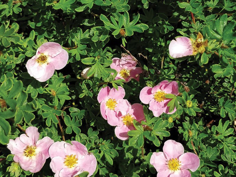 The more sun, the more flowers there are on the sedge bush