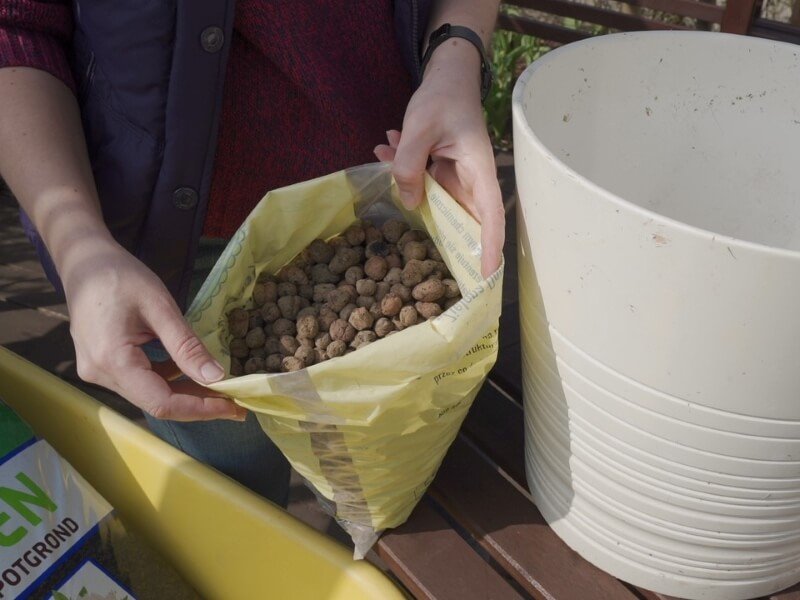 For drainage I used expanded clay granules. photo Lina Lubertaitė