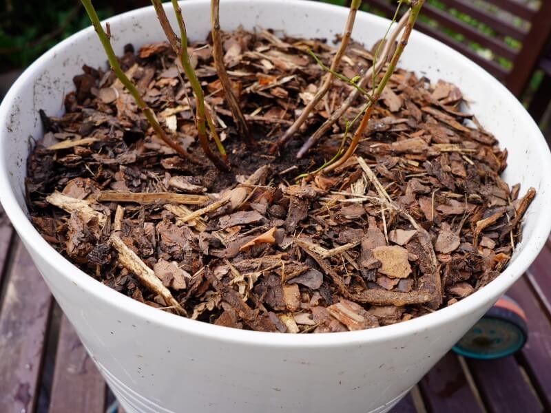 Pine bark mulch or pine needles, if you have them, are great mulches for blueberries. photo Lina Lubertaitė