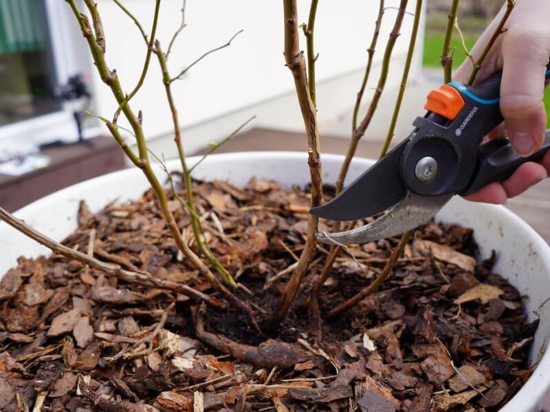 To prune the blueberries I used my trusty Gardena shears. photo Lina Lubertaitė