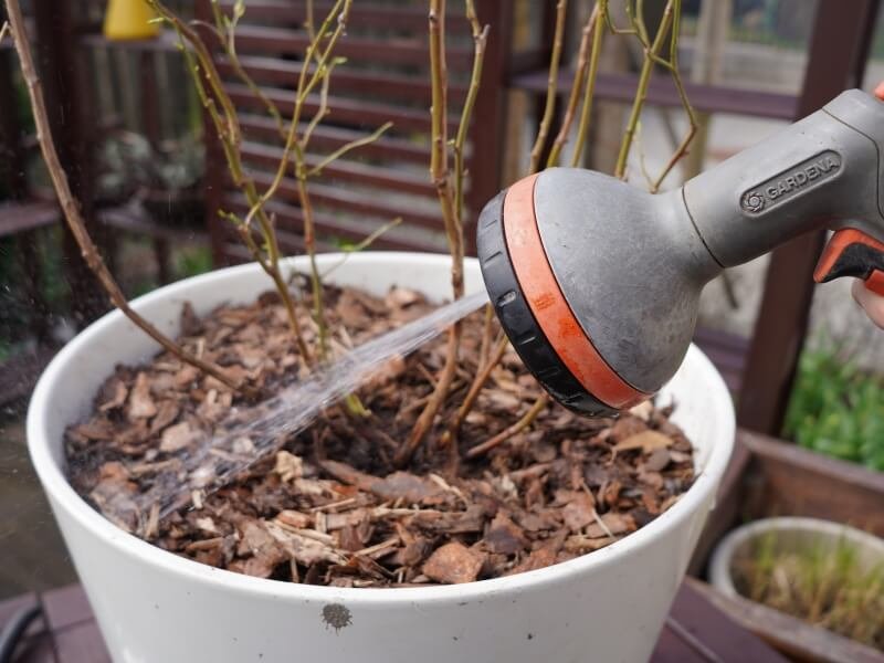 After planting you need to water the blueberries regularly and not let the soil dry out. photo Lina Lubertaitė