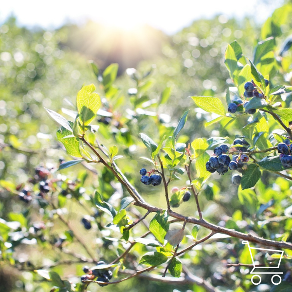 Fertilizers for blueberries