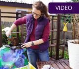 Detailed instructions on how to plant rowanberries in a pot