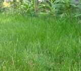 Autumn Lawn Care – Geltonas Karutis