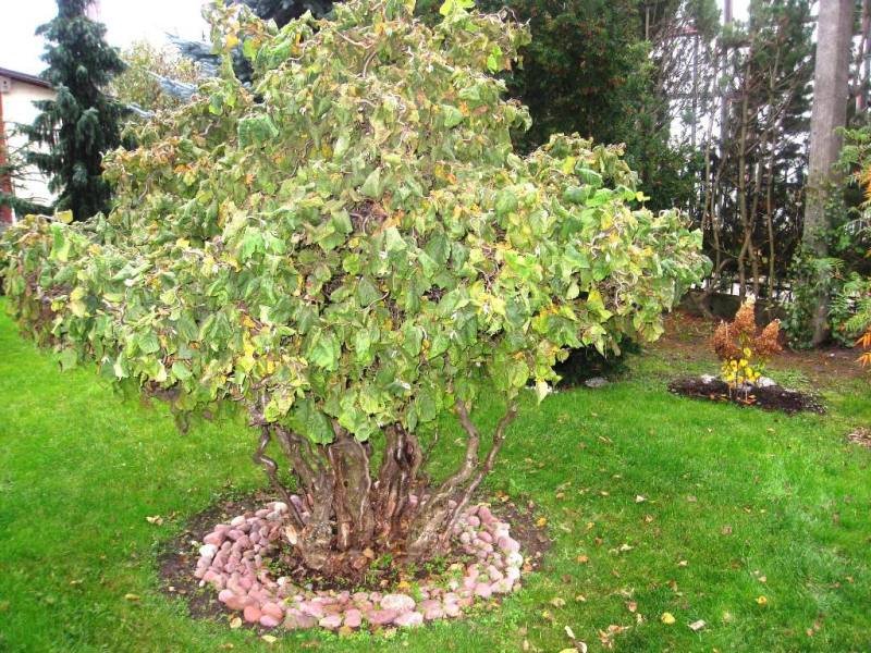 In summer the beauty of the hazel branches is not visible. Klaipėda, photo L. Liubertaitė (thanks to our course participant)