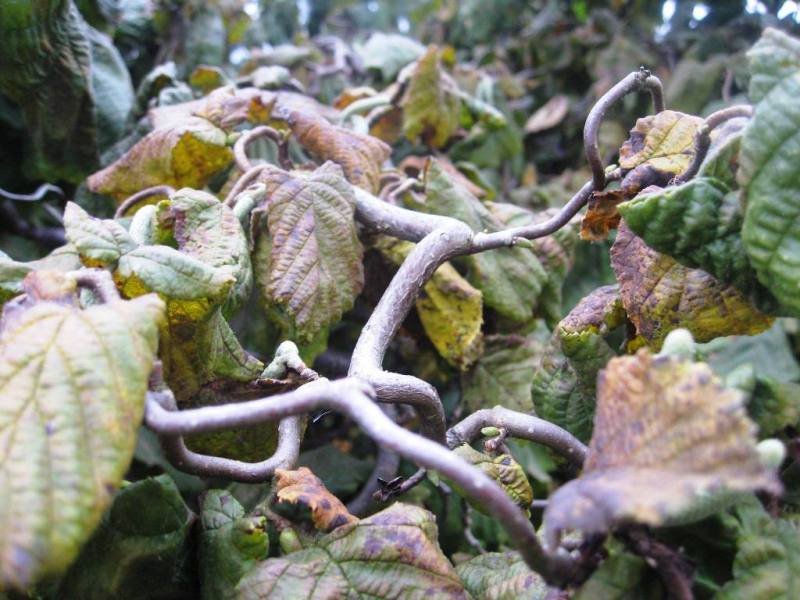 The branches are very well curled, it's a shame that the summer leaves hide them. photo L. Liubertaitė