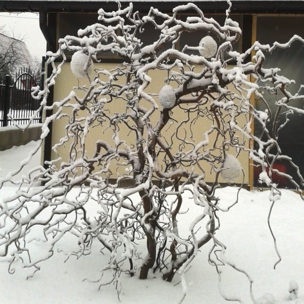 Hazelnut 'Red Majestic' in the representative area of ​​the ground. Vilnius, photo L. Liubertaitė