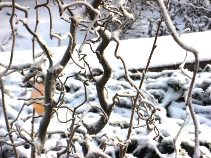 "Curly Hazelnut" it does not grow quickly, consider this when purchasing. photo L. Liubertaitė