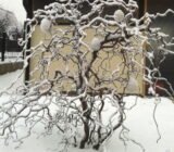 A plant that is more beautiful when it loses its leaves