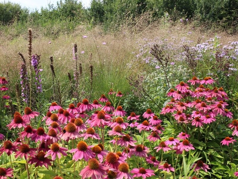 It is important to have an idea of ​​the yard and find your own style. author of the photo L. Lubertaitė