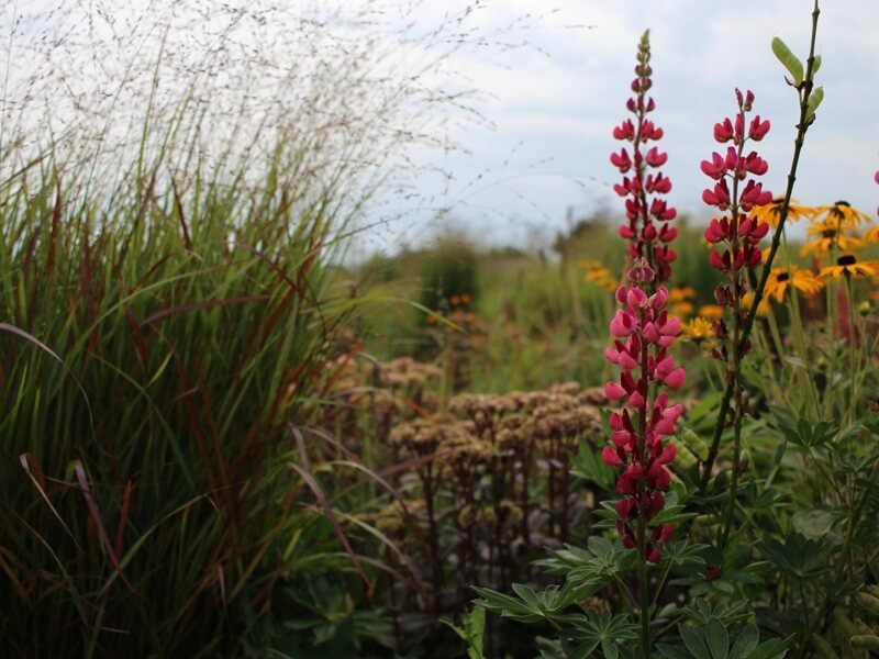 For naturalistic planting of a small plot, choose groups of lush plants. author of the photo L. Lubertaitė