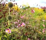 Small plot: how to create a wonderful landscape