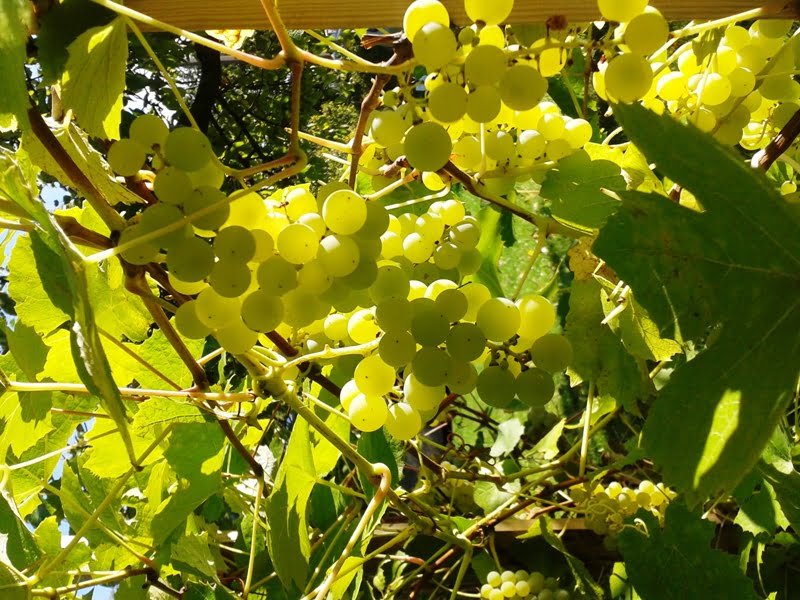 Grape 'Solaris' - can be enjoyed straight away or made into juice or wine. photo A. Ramaškevičienė