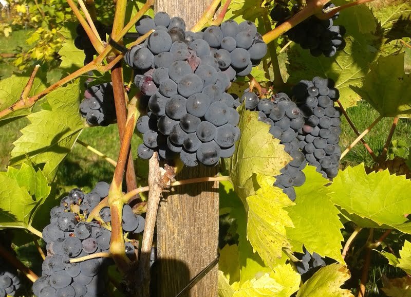 Selection has now progressed to such a point that varieties are becoming increasingly resistant to both unfavorable environmental conditions and diseases. photo A. Ramaškevičienė