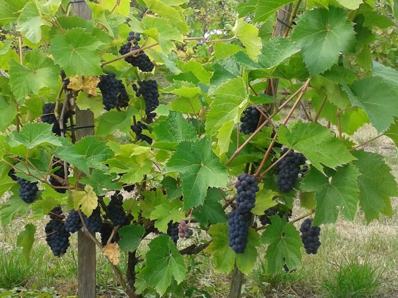 The vines need to be pruned, but enough leaves remain to create a nice barrier for your patio. photo A. Ramaškevičienė