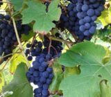 Grape cultivation: myths and reality