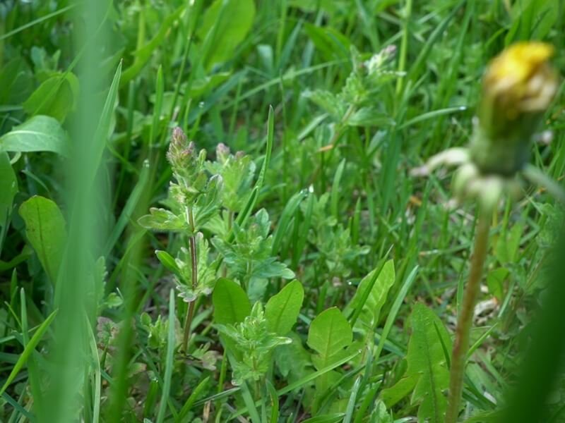 A wide variety of plants ensures the resistance of the lawn. photo L. Lubertaitė