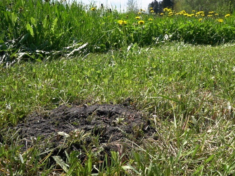 Don't forget to disperse the piles - your lawn will be smoother. photo L. Lubertaitė