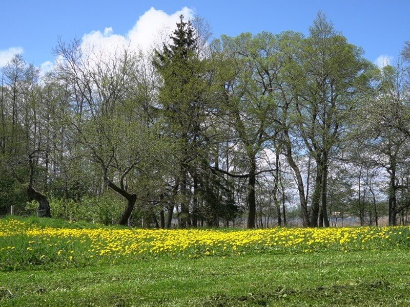 You can create a beautiful lawn on a farm without much investment. photo L. Lubertaitė