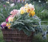 How to dry flowers for bouquets: advises a florist