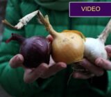 Winter vegetables: here’s what we stored until February