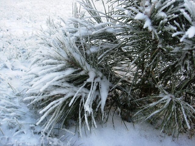 Black pine (Pinus nigra) in winter.