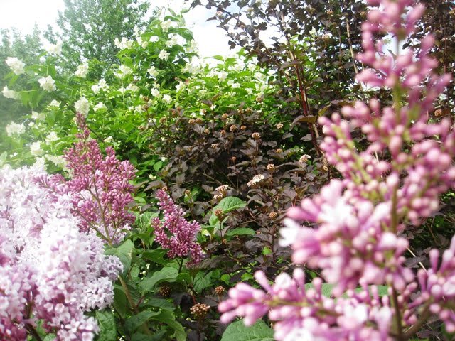 Flowering shrubs and shrubs with colorful leaves: jasmine, snowdrop 'Diabolo', olive tree.
