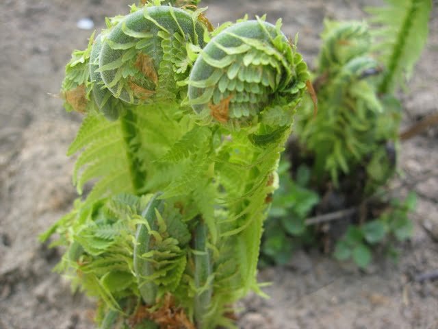 Fern growing in spring.