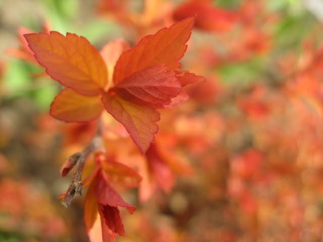 Flexible explosive leaves of 'Goldflame' in spring