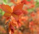 Beautiful and low maintenance: what are the solutions?