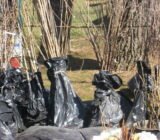 So that the seedling fair does not end with an empty wallet and sick plants