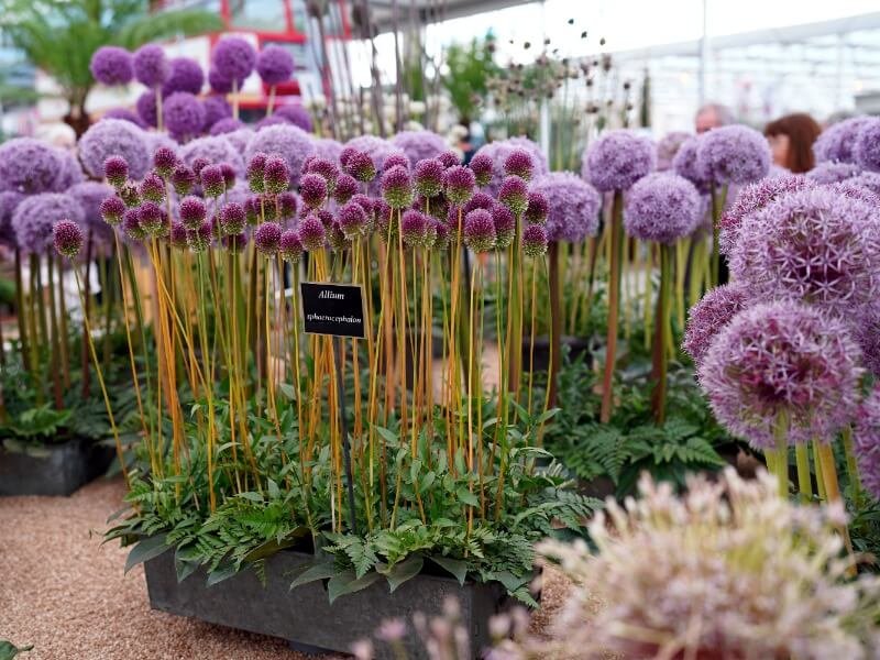 There was no shortage of ornamental garlic at the RHS Chelsea Flower Show 2021. photo Gina Gajauskienė